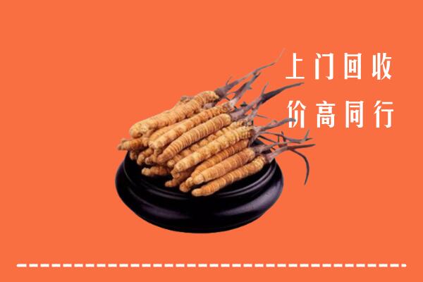和田回收散虫草